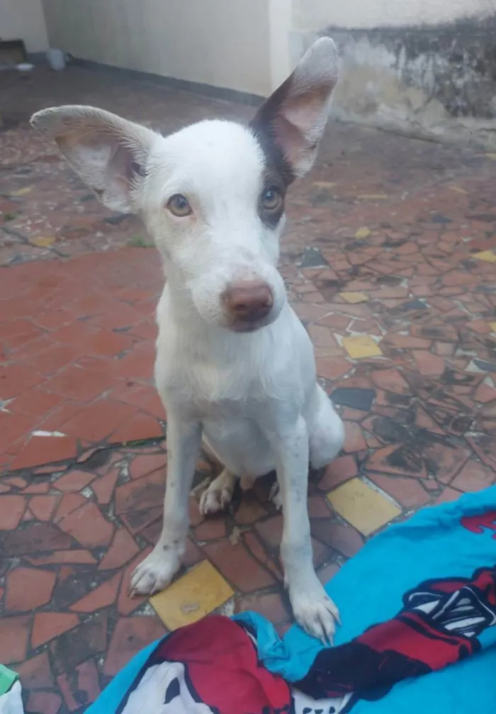 Cachorro ra a SRD idade 7 a 11 meses nome Filhotes de 7 meses