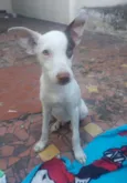 Filhotes de 7 meses