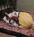 Filhotes de 7 meses
