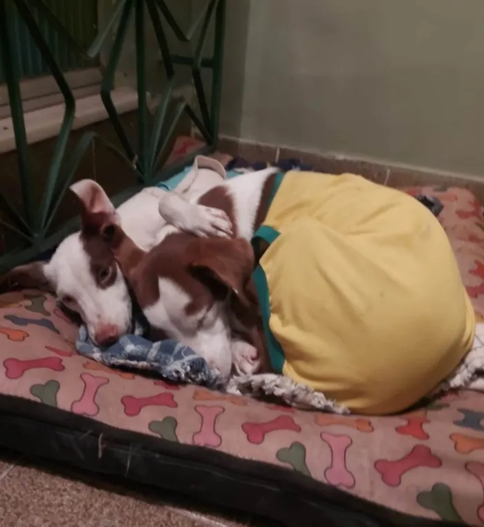 Cachorro ra a SRD idade 7 a 11 meses nome Filhotes de 7 meses