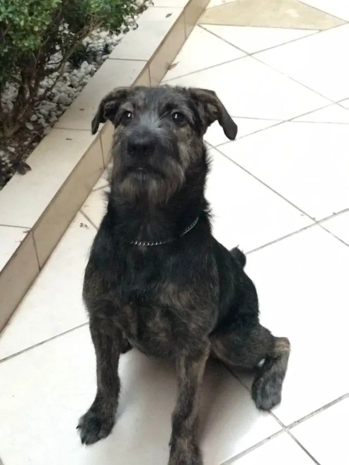 Cachorro raça SRD  idade 7 a 11 meses nome Rutinha