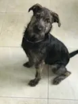 Cachorro raça SRD  idade 7 a 11 meses nome Rutinha