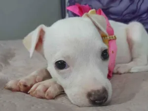 Cachorro raça Mestiça pitbull idade Abaixo de 2 meses nome Filhote 2 meses 
