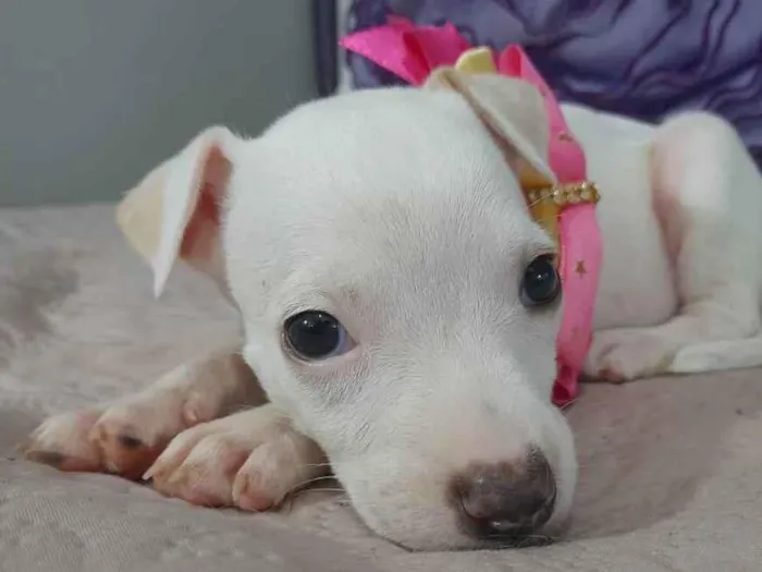 Cachorro ra a Mestiça pitbull idade Abaixo de 2 meses nome Filhote 2 meses 