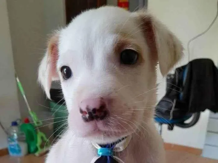 Cachorro ra a Pitbull idade 2 a 6 meses nome Filhotes de 2 meses