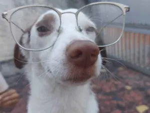 Cachorro raça SRD idade 7 a 11 meses nome Filhotes de 7 meses