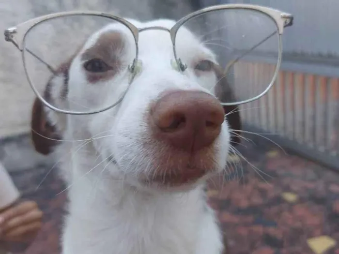 Cachorro ra a SRD idade 7 a 11 meses nome Filhotes de 7 meses