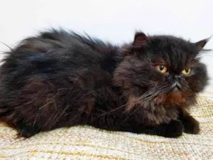 Gato raça PERSA idade 5 anos nome PRISCILA PERSA
