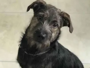 Cachorro raça SRD  idade 7 a 11 meses nome Rutinha