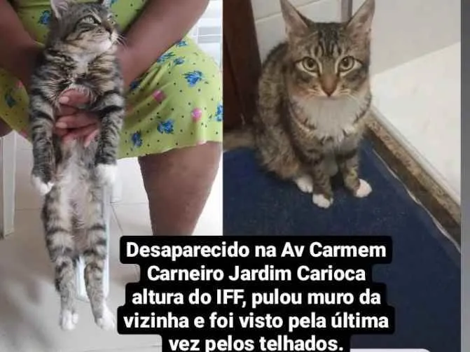 Gato ra a Vira lata  idade 2 anos nome Bozó