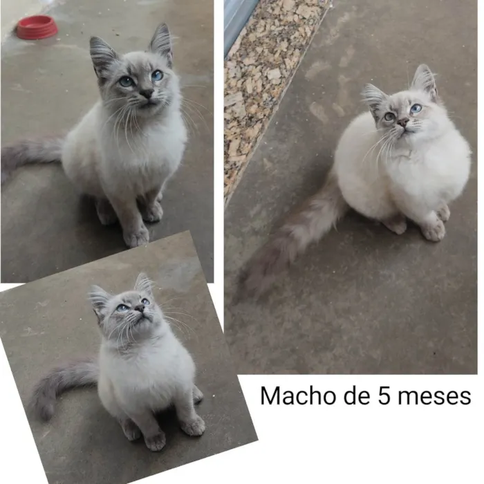 Gato ra a Angorá  idade 2 a 6 meses nome Sem Nome