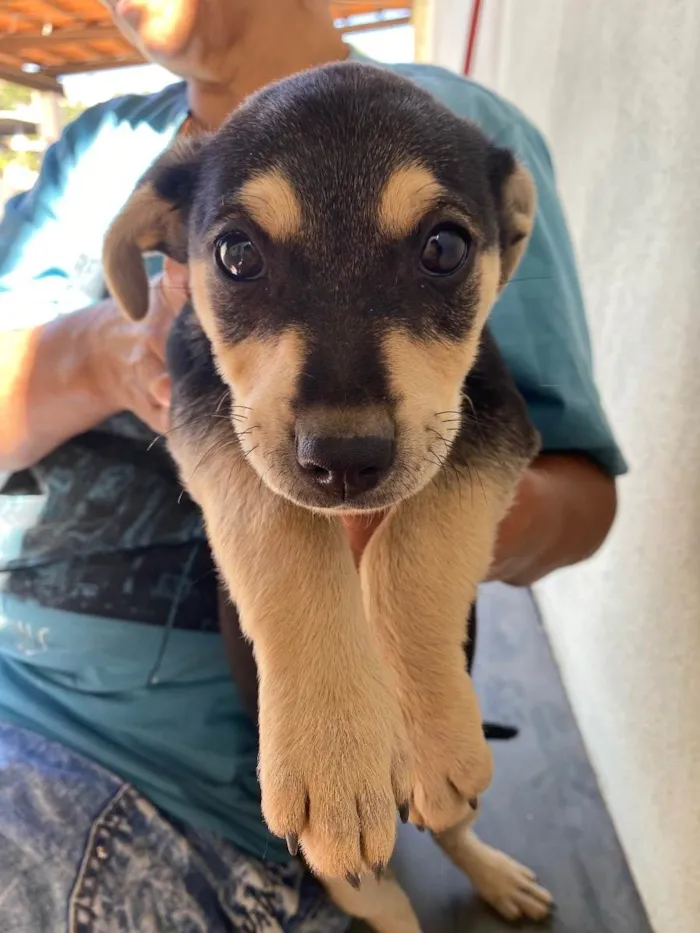 Cachorro raça SRD idade Abaixo de 2 meses nome Thor 