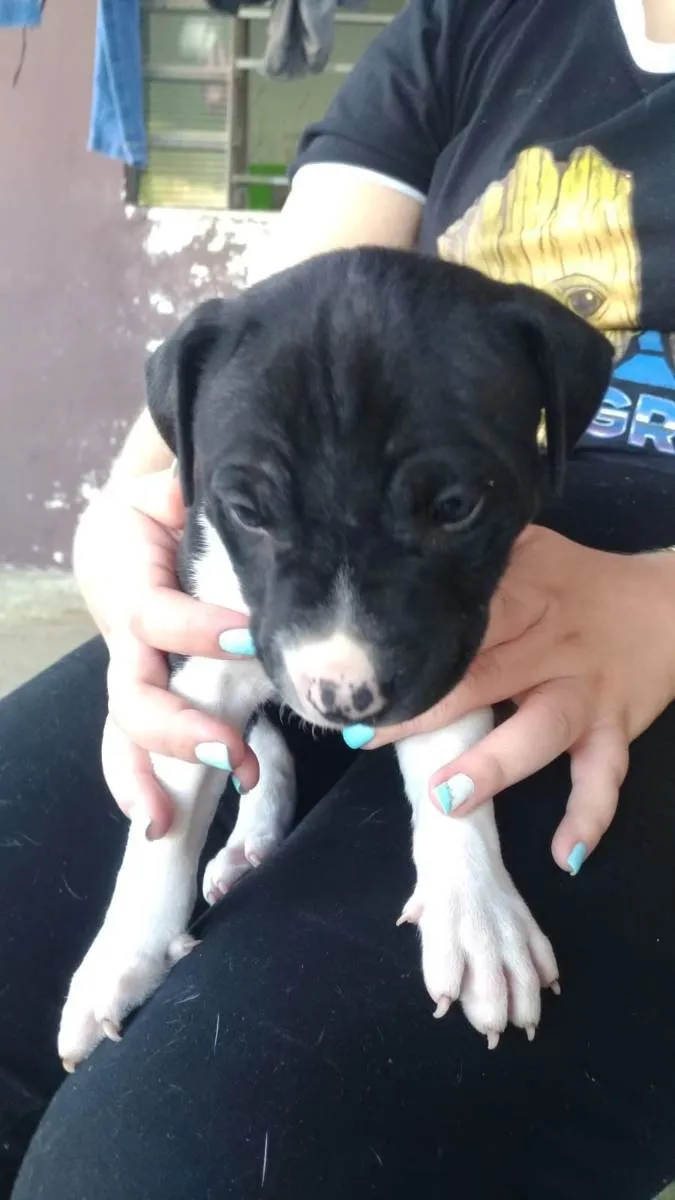 Cachorro ra a putibul  idade Abaixo de 2 meses nome Sem nome