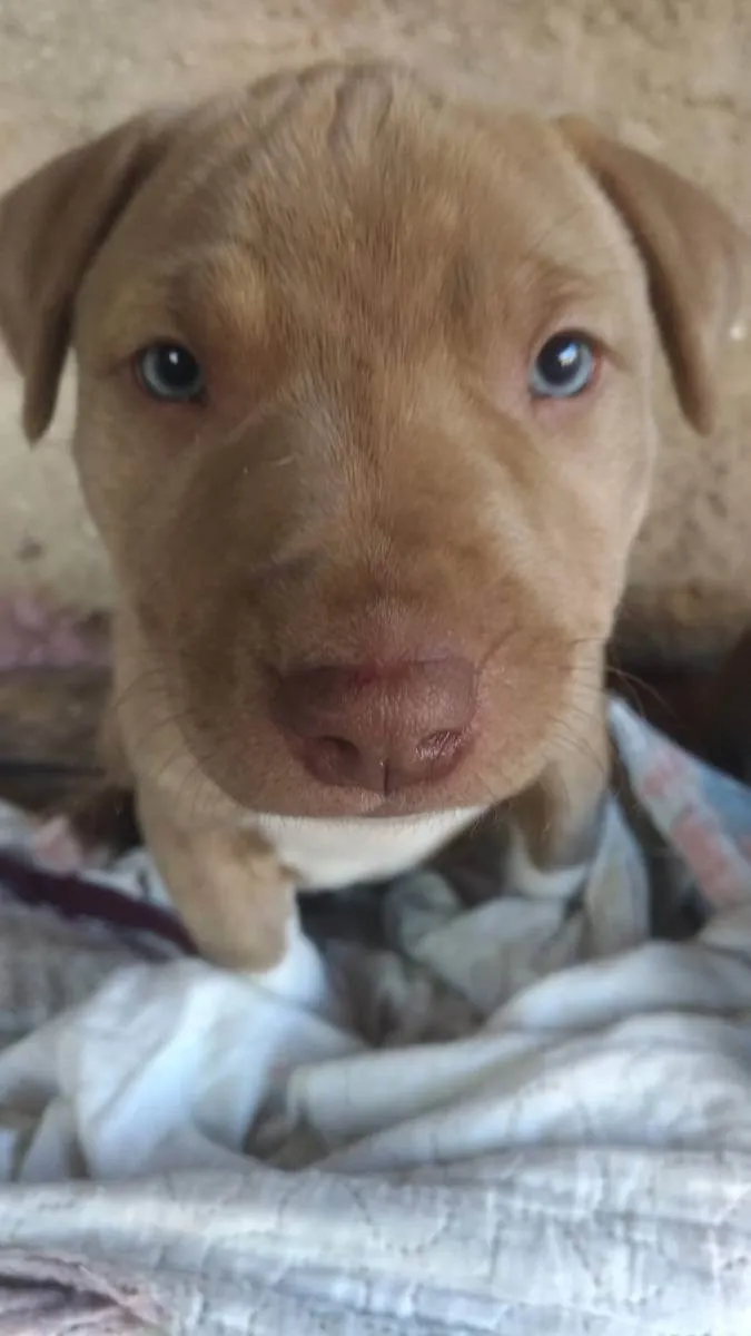 Cachorro ra a putibul  idade Abaixo de 2 meses nome Sem nome