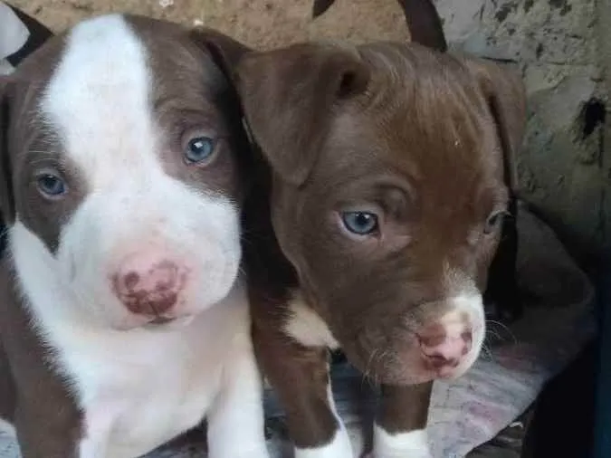 Cachorro ra a putibul  idade Abaixo de 2 meses nome Sem nome