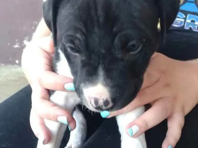 Cachorro ra a putibul  idade Abaixo de 2 meses nome Sem nome