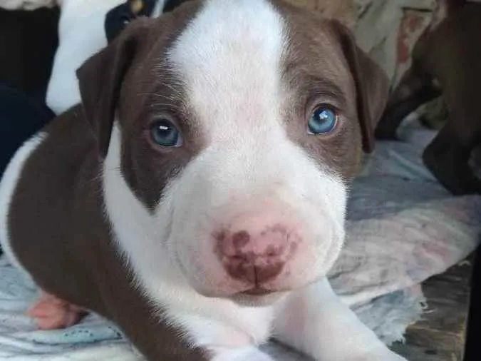 Cachorro ra a putibul  idade Abaixo de 2 meses nome Sem nome