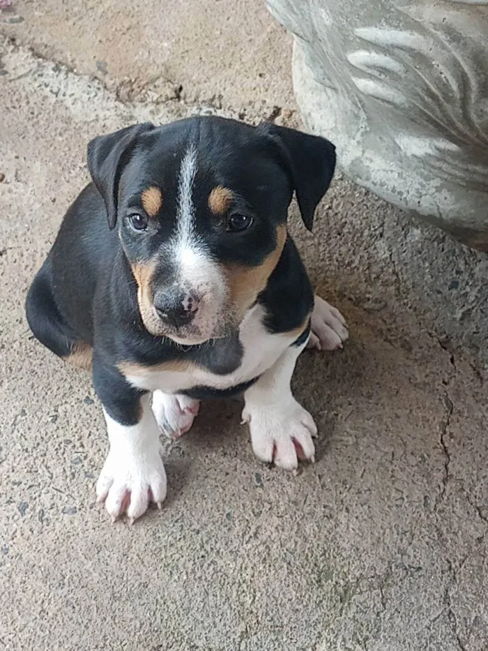 Cachorro ra a putibul  idade Abaixo de 2 meses nome Sem nome