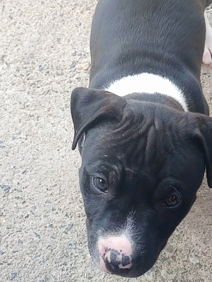 Cachorro ra a putibul  idade Abaixo de 2 meses nome Sem nome