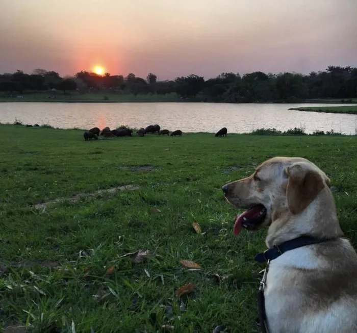 Cachorro ra a Labrador puro idade 4 anos nome Jack