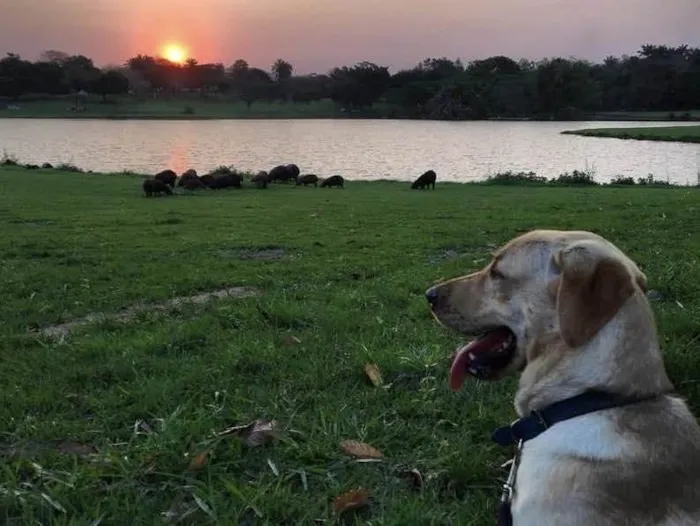 Cachorro ra a Labrador puro idade 4 anos nome Jack