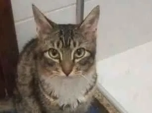 Gato ra a Vira lata  idade 2 anos nome Bozó