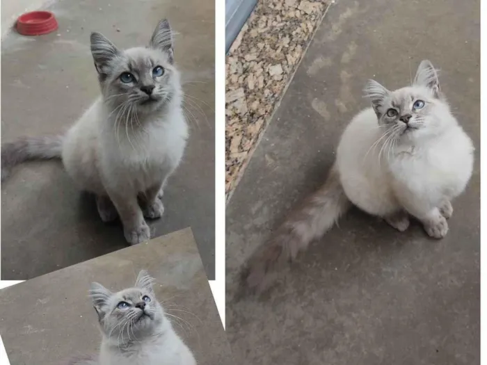 Gato ra a Angorá  idade 2 a 6 meses nome Sem Nome
