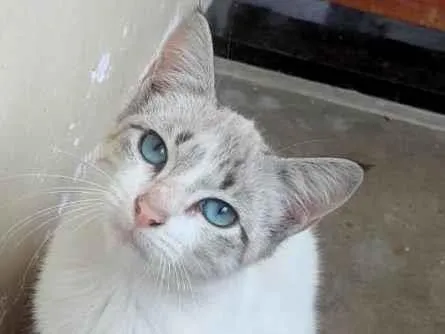Gato ra a Desconhecida  idade 2 a 6 meses nome Sem Nome
