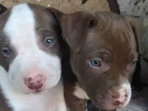 Cachorro raça putibul  idade Abaixo de 2 meses nome Sem nome