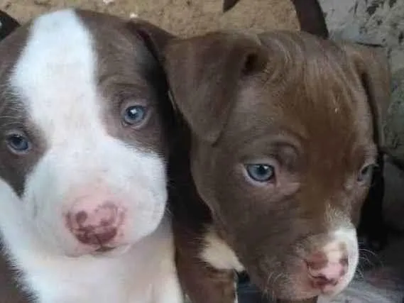 Cachorro ra a putibul  idade Abaixo de 2 meses nome Sem nome