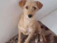 Sem