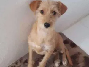 Cachorro raça Sem idade 2 a 6 meses nome Sem