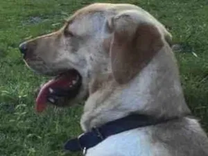 Cachorro raça Labrador puro idade 4 anos nome Jack