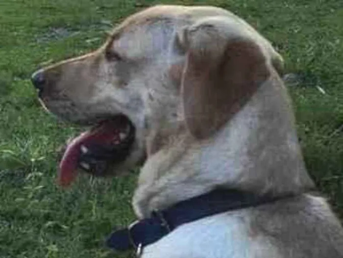 Cachorro ra a Labrador puro idade 4 anos nome Jack