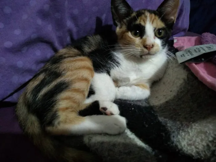 Gato raça Sem raça definida idade 2 a 6 meses nome Juma Pantera