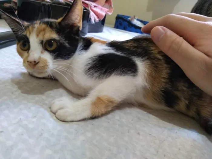 Gato raça Sem raça definida idade 2 a 6 meses nome Juma Pantera