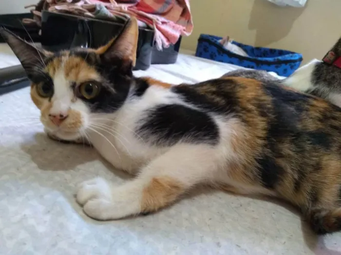 Gato raça Sem raça definida idade 2 a 6 meses nome Juma Pantera