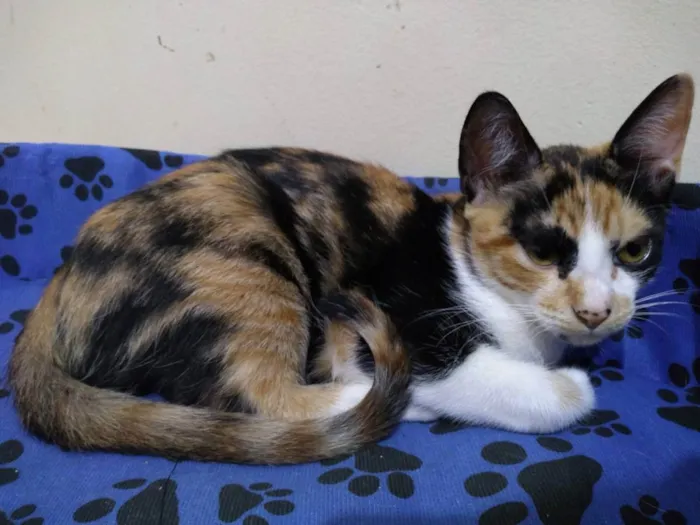 Gato raça Sem raça definida idade 2 a 6 meses nome Juma Pantera