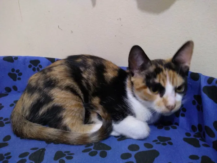 Gato raça Sem raça definida idade 2 a 6 meses nome Juma Pantera