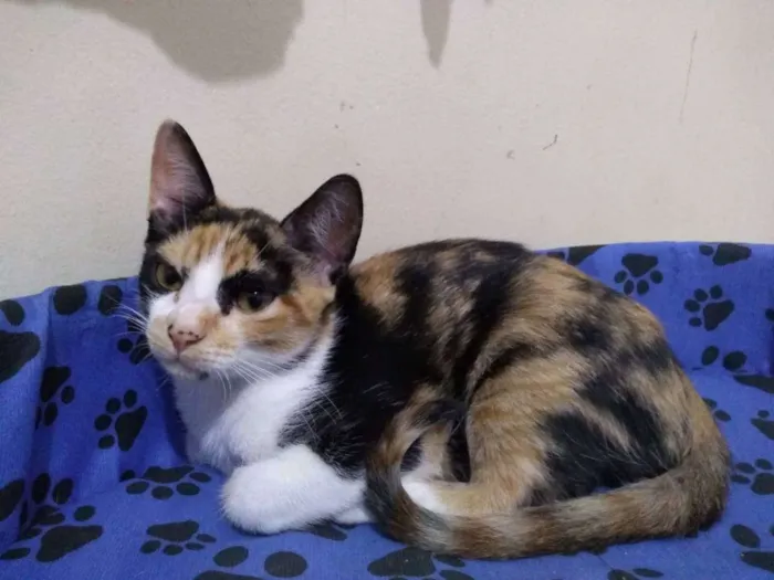 Gato raça Sem raça definida idade 2 a 6 meses nome Juma Pantera