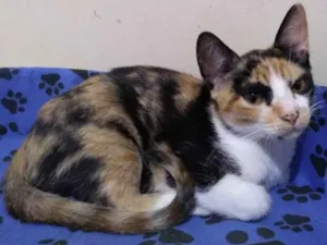 Gato raça Sem raça definida idade 2 a 6 meses nome Juma Pantera