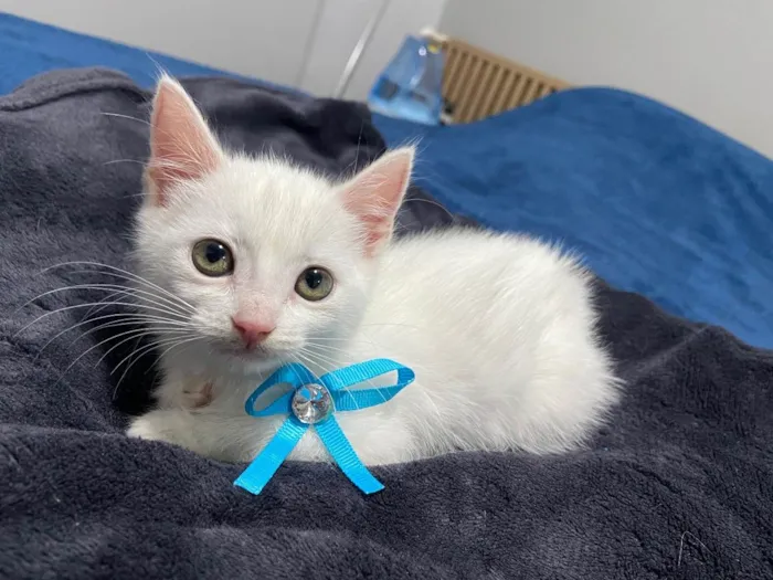 Gato ra a  idade Abaixo de 2 meses nome Filhote