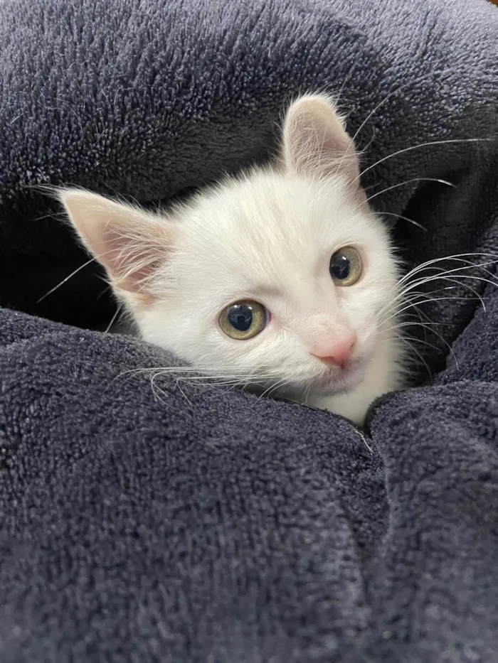 Gato ra a  idade Abaixo de 2 meses nome Filhote