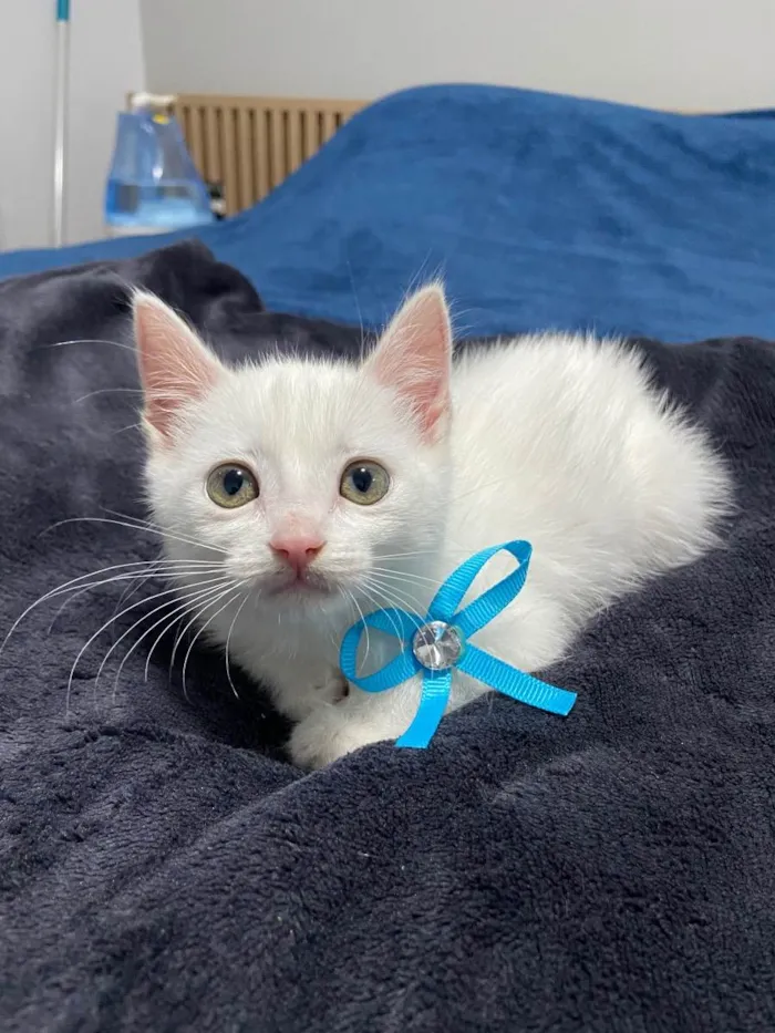 Gato ra a  idade Abaixo de 2 meses nome Filhote
