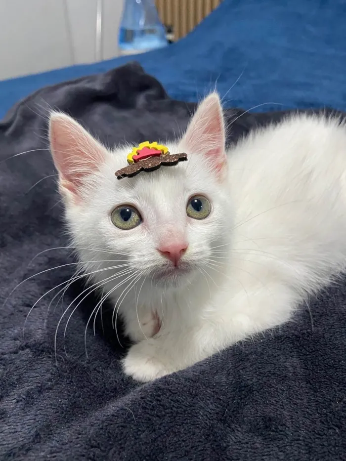 Gato ra a  idade Abaixo de 2 meses nome Filhote