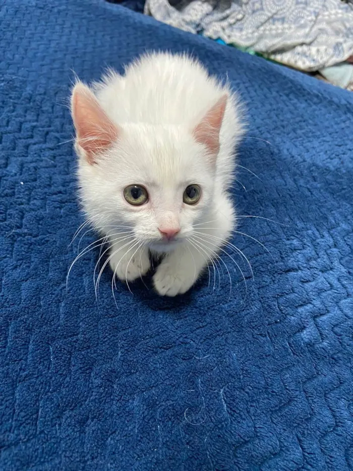 Gato ra a  idade Abaixo de 2 meses nome Filhote