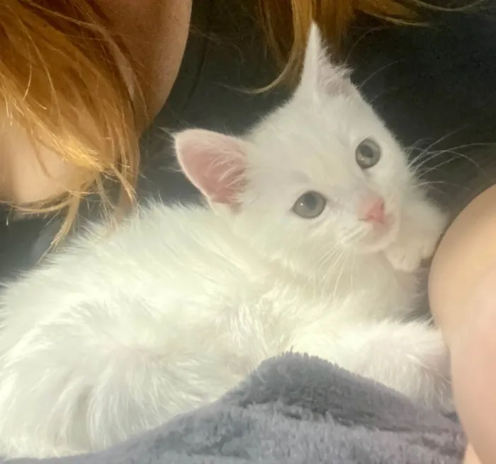 Gato ra a  idade Abaixo de 2 meses nome Filhote