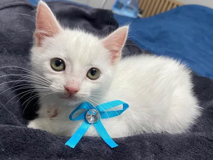 Gato ra a  idade Abaixo de 2 meses nome Filhote
