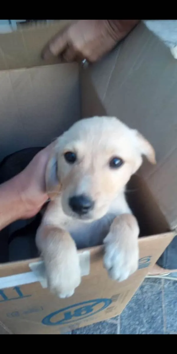 Cachorro ra a - idade Abaixo de 2 meses nome -