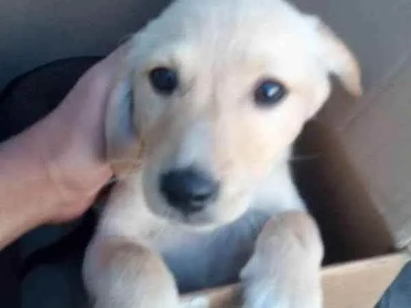 Cachorro ra a - idade Abaixo de 2 meses nome -